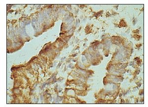 TGFβ2 (V): sc-90. Immunoperoxidase staining of formalin fixed, paraffin-embedded porcine small intestine tissue. Kindly provided by Laurie A. Jaeger.