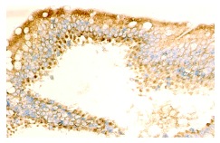 TGFβ2 (V): sc-90. Immunoperoxidase staining of formalin fixed, paraffin-embedded human small intestine tissue showing cytoplasmic and extracellular localization.