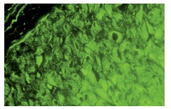 TGFβ2 (V): sc-90. Immunofluorescence staining of normal mouse intestine frozen section showing cytoplasmic staining.