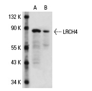 LRCH4 (D-20): sc-51421. Western blot analysis of LRCH4 expression in non-transfected: sc-110760 (A) and human LRCH4 transfected: sc-113267 (B) 293 whole cell lysates.