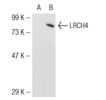 LRCH4 (D-20): sc-51421. Western blot analysis of LRCH4 expression in non-transfected: sc-117752 (A) and mouse LRCH4 transfected: sc-121392 (B) 293T whole cell lysates.