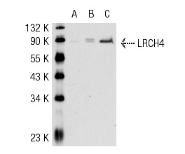 LRCH4 (D-20): sc-51421. Western blot analysis of LRCH4 expression in non-transfected 293T: sc-117752 (A), human LRCH4 transfected 293T: sc-173496 (B) and SH-SY5Y (C) whole cell lysates.