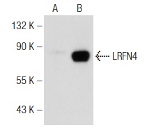 LRFN4 (P-12): sc-138392. Western blot analysis of LRFN4 expression in non-transfected: sc-117752 (A) and mouse LRFN4 transfected: sc-121393 (B) 293T whole cell lysates.