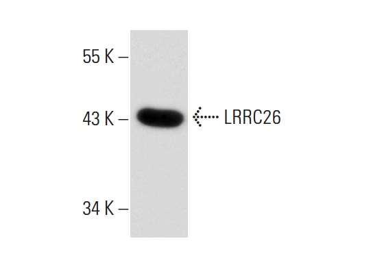 LRRC26 (V-19): sc-102015. Western blot analysis of LRRC26 expression in 293T whole cell lysate.