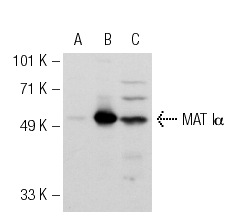 MAT Iα (V-15): sc-28029. Western blot analysis of MAT Iα expression in non-transfected 293: sc-110760 (A), human MAT Iα transfected 293: sc-113327 (B) and Hep G2 (C) whole cell lysates.