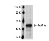 MAT Iα (V-15): sc-28029. Western blot analysis of MAT Iα expression in mouse liver tissue extract.