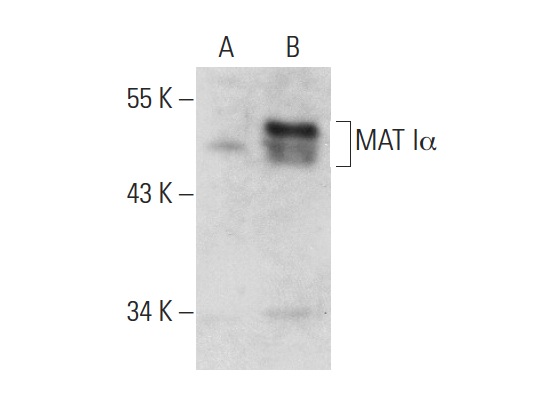 MAT Iα (V-15): sc-28029. Western blot analysis of MAT Iα expression in non-transfected: sc-117752 (A) and human MAT Iα transfected: sc-159686 (B) 293T whole cell lysates.
