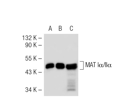 MAT Iα/IIα (H-300): sc-32929. Western blot analysis of MAT IIα expression in non-transfected 293T: sc-117752 (A), mouse MAT IIα transfected 293T: sc-121527 (B) and Hep G2 (C) whole cell lysates.