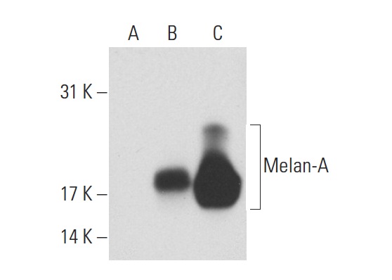 Melan-A (A103): sc-20032. Western blot analysis of Melan-A expression in non-transfected 293T: sc-117752 (A), human Melan-A transfected 293T: sc-159493 (B) and SK-MEL-28 (C) whole cell lysates.