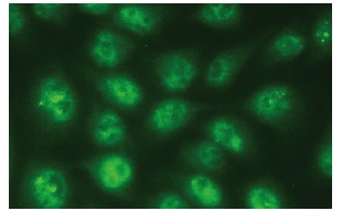 MLF2 (B-6): sc-166874. Immunofluorescence staining of methanol-fixed HeLa cells showing nuclear localization.
