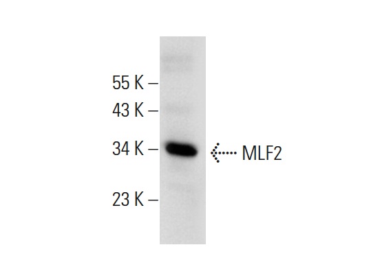 MLF2 (B-6): sc-166874. Western blot analysis of MLF2 expression in Hep G2 whole cell lysate.