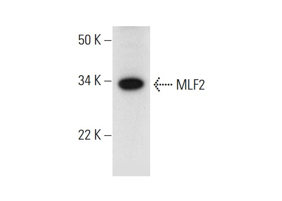 MLF2 (B-6): sc-166874. Western blot analysis of MLF2 expression in human tonsil tissue extract.