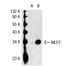 MLF2 (C-14): sc-50592. Western blot analysis of MLF2 expression in non-transfected: sc-117752 (A) and mouse MLF2 transfected: sc-121684 (B) 293T whole cell lysates.