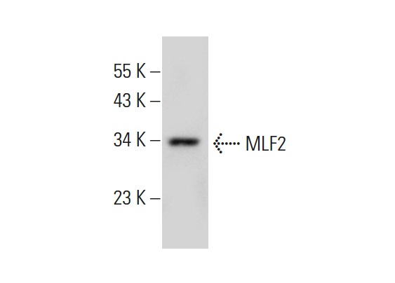 MLF2 (C-14): sc-50592. Western blot analysis of MLF2 expression in Hep G2 whole cell lysate.