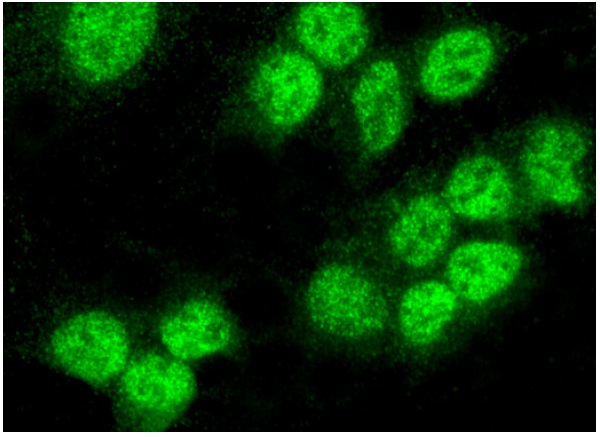 MLF2 (C-14): sc-50592. Immunofluorescence staining of formalin-fixed HepG2 cells showing nuclear localization.