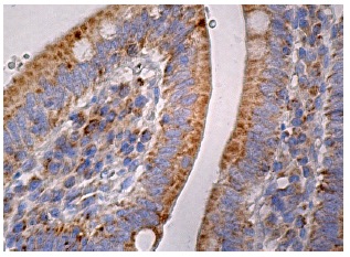 MRP-L39 (F-10): sc-271743. Immunoperoxidase stain-ing of formalin fixed, paraffin-embedded human small intestine tissue showing cytoplasmic staining of glandular cells.