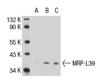 MRP-L39 (D-16): sc-83300. Western blot analysis of MRP-L39 expression in non-transfected 293T: sc-117752 (A), mouse MRP-L39 transfected 293T: sc-121767 (B) and Hep G2 (C) whole cell lysates.