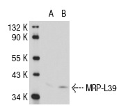 MRP-L39 (D-16): sc-83300. Western blot analysis of MRP-L39 expression in non-transfected: sc-117752 (A) and mouse MRP-L39 transfected: sc-121768 (B) 293T whole cell lysates.