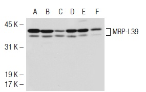 MRP-L39 (I-19): sc-83301. Western blot analysis of MRP-L39 expression in HEK293 (A), Hep G2 (B), SK-BR-3 (C), NTERA-2 cl.D1 (D), U-937 (E) and MOLT-4 (F) whole cell lysates.