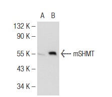 mSHMT (C-20): sc-25064. Western blot analysis of mSHMT expression in non-transfected: sc-117752 (A) and human mSHMT transfected: sc-170754 (B) 293T whole cell lysates.