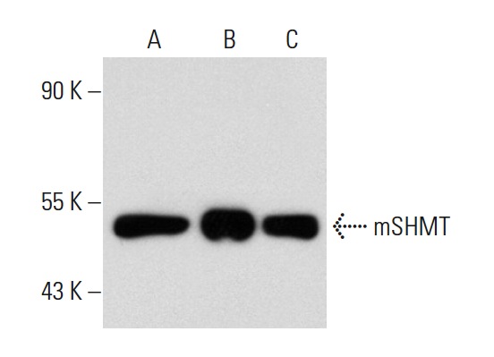 mSHMT (C-20): sc-25064. Western blot analysis of mSHMT expression in non-transfected 293: sc-110760 (A), human mSHMT transfected 293: sc-113041 (B) and MCF7 (C) whole cell lysates.