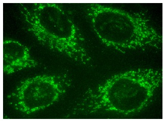 mSHMT (C-20) : sc-25064. Immunofluorescence staining of methanol-fixed HeLa cells showing mitochondrial localization.