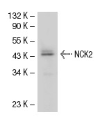 NCK2 (8.8): sc-20020. Western blot analysis of NCK2 expression in U-937 whole cell lysate.