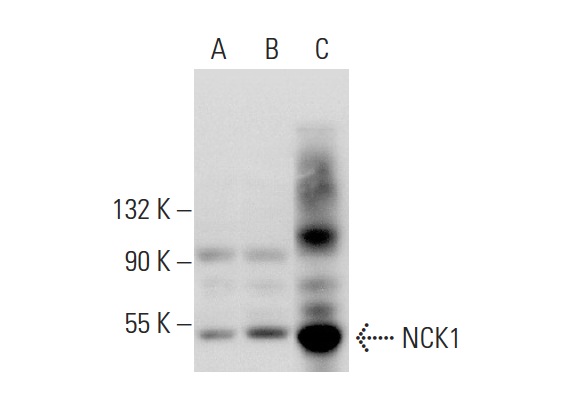 NCK1/2 (C-19): sc-290. Western blot analysis of NCK1 expression in non-transfected: sc-117752 (A) and human NCK1 transfected: sc-177604 (B) 293T whole cell lysates and mouse testis tissue extract (C).