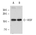 Western blot analysis of human recombinant VEGF. Antibodies tested include VEGF (147): sc-507 (A) and VEGF (A-20): sc-152 (B).