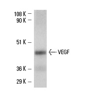VEGF (A-20)-G: sc-152-G. Western blot analysis of human recombinant VEGF.