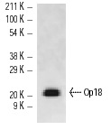 Op18 (A-4): sc-48362. Western blot analysis of Op18 expression in Jurkat whole cell lysate.