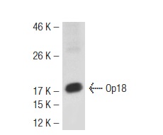 Op18 (A-4): sc-48362. Western blot analysis of Op18 expression in K-562 whole cell lysate.