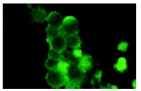 p-Op18 (Ser 16): sc-12948. Immunofluorescence staining of methanol-fixed Jurkat cells showing cytoplasmic localization.