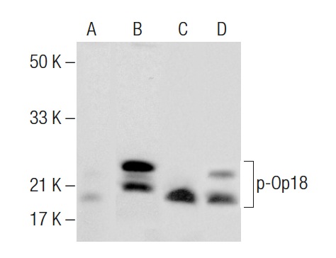 Western blot analysis of Op18 phosphorylation in untreated (A,C) and activator cocktail (sc-362324) treated (B,D) Jurkat whole cell lysates. Antibodies tested include p-Op18 (Ser 25): sc-101809 (A,B) and Op18 (A-4): sc-48362 (C,D).