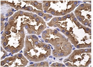 OPN (AKm2A1): sc-21742. Immunoperoxidase staining of formalin fixed, paraffin-embedded human kidney tissue showing cytoplasmic staining of cells in tubules.