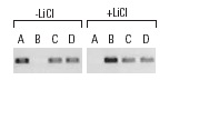 ChIP analysis of <i>c</i>-<i>Myc</i> promoter occupancy in response to lithium stimulation in serum synchronized C2C12 cells. Antibodies tested include HDAC1 (H-15): sc-7872, HDAC1 (C-19): sc-6298 and HDAC1 (H-11): sc-8410 (A), β-catenin (H-120): sc-7199, β-catenin (C-18): sc-1496 and β-catenin (E-5): sc-7963 (B), E2F-4 (A-20): sc-1082, E2F-4 (D-3): sc-6851, E2F-4 (RK-13): sc-511 and E2F-4 (C-20): sc-866 (C), and p130 (C-20): sc-317, p130 (211.6): sc-9963 and p130 (H-125): sc-20678 (D). Data kindly provided by M.G. Rosenfeld and reproduced with permission from Proc. Natl. Acad. Sci. 100: 3245-3250. Copyright 2003 National Academy of Sciences, USA.