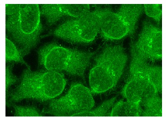 p130 (C-20): sc-317. Immunofluorescence staining of methanol-fixed HeLa cells showing nuclear and cytoplasmic localization.