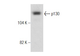 p130 (C-20)-G: sc-317-G. Western blot analysis of p130 expression in mouse testis tissue extract.