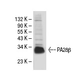 PA28β (L-19): sc-23642. Western blot analysis of PA28β expression in HeLa whole cell lysate.