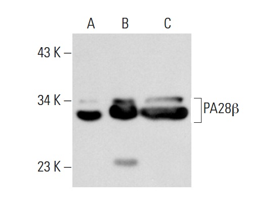 PA28β (L-19): sc-23642. Western blot analysis of PA28β expression in non-transfected 293T: sc-117752 (A), human PA28β transfected 293T: sc-174732 (B) and K-562 (C) whole cell lysates.