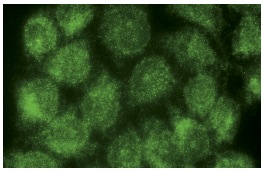Paip1 (H-300): sc-50364. Immunofluorescence staining of methanol-fixed HeLa cells showing cytoplasmic and nuclear localization.