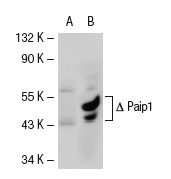Paip1 (H-300): sc-50364. Western blot analysis of Paip1 expression in non-transfected: sc-117752 (A) and truncated mouse Paip1 transfected: sc-122357 (B) 293T whole cell lysates.