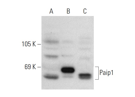 Paip1 (H-300): sc-50364. Western blot analysis of Paip1 expression in non-transfected 293T: sc-117752 (A), human Paip1 transfected 293T: sc-172162 (B) and HeLa (C) whole cell lysates.