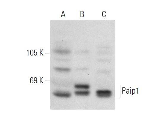 Paip1 (H-300): sc-50364. Western blot analysis of Paip1 expression in non-transfected 293T: sc-117752 (A), human Paip1 transfected 293T: sc-171347 (B) and HeLa (C) whole cell lysates.