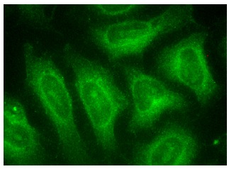 Paip2 (H-20): sc-18617. Immunofluorescence staining of methanol-fixed HeLa cells showing cytoplasmic localization.