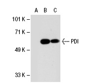 PDI (C-2): sc-74551. Western blot analysis of PDI expression in non-transfected 293T: sc-117752 (A), human PDI transfected 293T: sc-113640 (B) and Hep G2 (C) whole cell lysates.
