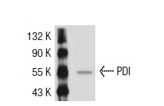 PDI (H-17): sc-30932. Western blot analysis of PDI expression in Hep G2 whole cell lysate.
