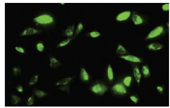 PEPD (47-Q): sc-100708. Immunofluorescence staining of paraformaldehyde-fixed Hep G2 cells showing nuclear and cytoplasmic localization.