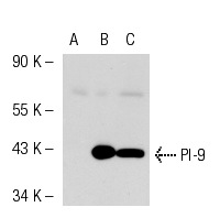 PI-9 (6D700): sc-71897. Western blot analysis of PI-9 expression in non-transfected 293T: sc-117752 (A), mouse PI-9 transfected 293T: sc-122560 (B) and Ramos (C) whole cell lysates.