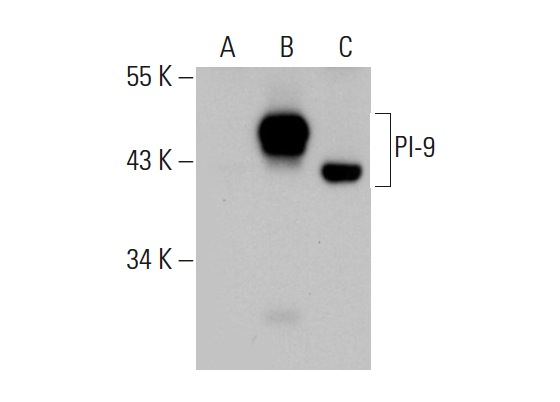 PI-9 (6D700): sc-71897. Western blot analysis of PI-9 expression in non-transfected 293T: sc-117752 (A), human PI-9 transfected 293T: sc-158850 (B) and Raji (C) whole cell lysates.